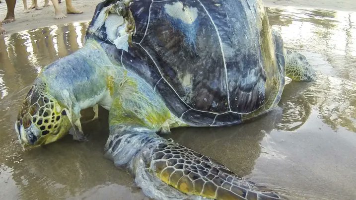 🐢 KENAPA MAKAN PLASTIK?

btw, kamu tau ga kalo penyu tuh sering banget kedapetan makan sampah plastik di laut?

yep, mereka makan plastik karena mengira itu adalah ubur-ubur.

tapi, kok bisa ya?
yuk kita bahas!
[thread belajar bareng]