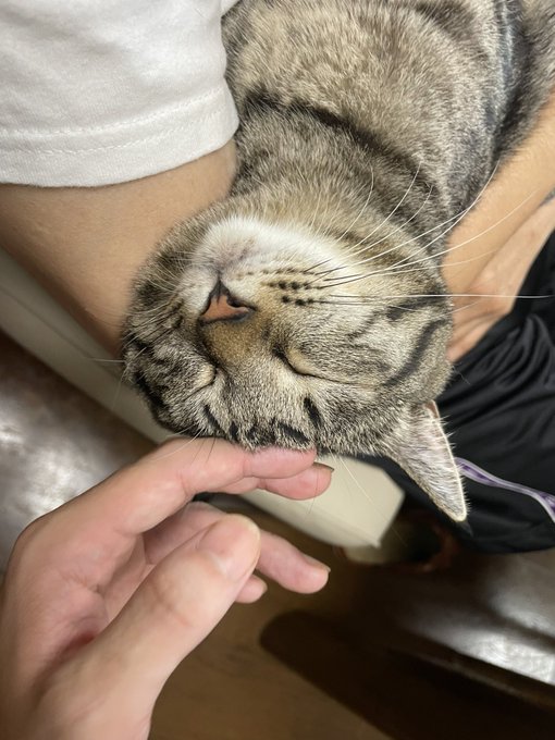 ไฟบใ็นๅฅใซๆฏใๅ
ฌ้