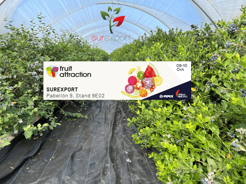 Surexport Berries tweet media