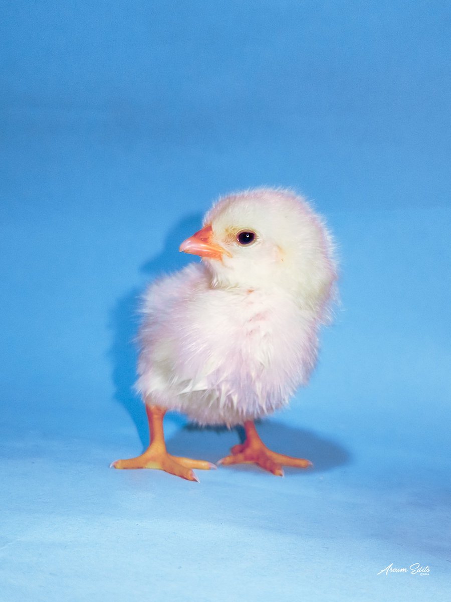 AreumEdits's tweet photo. Last week I got a few baby chicks but this one is my favourite. This shoot wasn't planned but I couldn't help it she's adorable.

Meet "CIRCE". 
Shot on:  Tecno Spark 10c @tecnomobileng @tecnomobile 

Edited on: Adobe Lightroom @adobe @lightroom https://t.co/XaOGWbnBcO