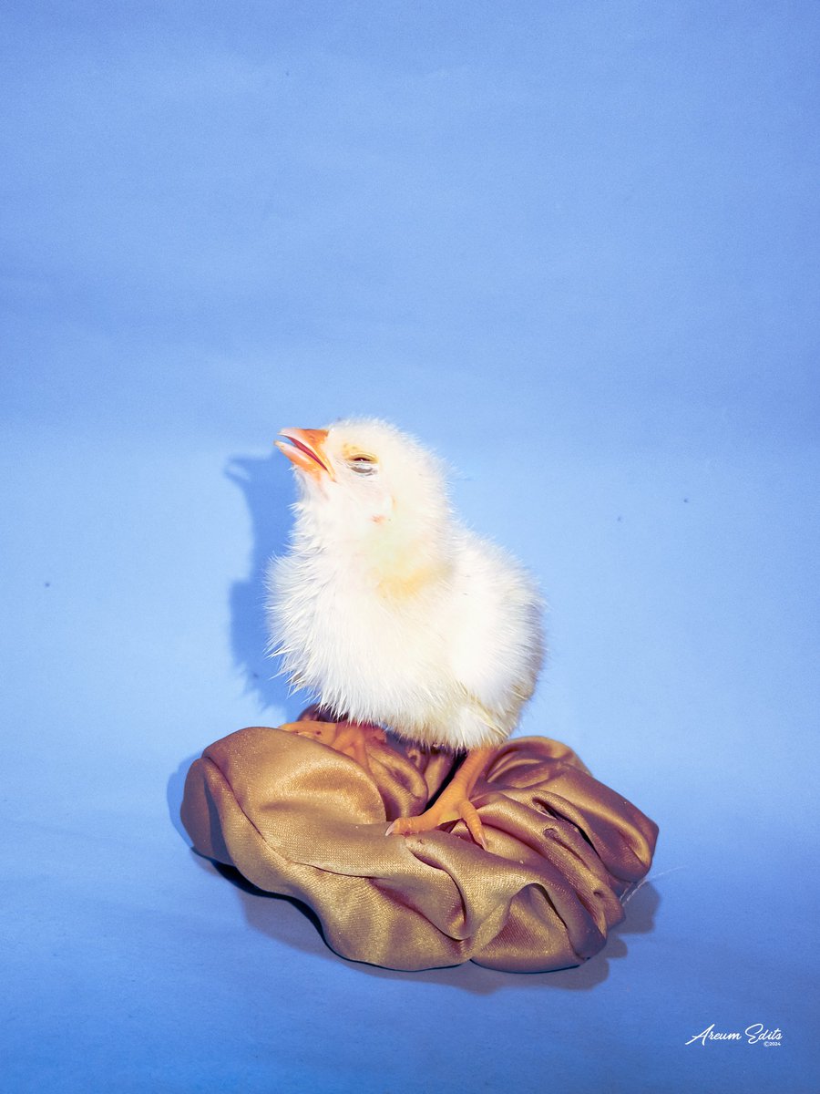 AreumEdits's tweet photo. Last week I got a few baby chicks but this one is my favourite. This shoot wasn't planned but I couldn't help it she's adorable.

Meet "CIRCE". 
Shot on:  Tecno Spark 10c @tecnomobileng @tecnomobile 

Edited on: Adobe Lightroom @adobe @lightroom https://t.co/XaOGWbnBcO