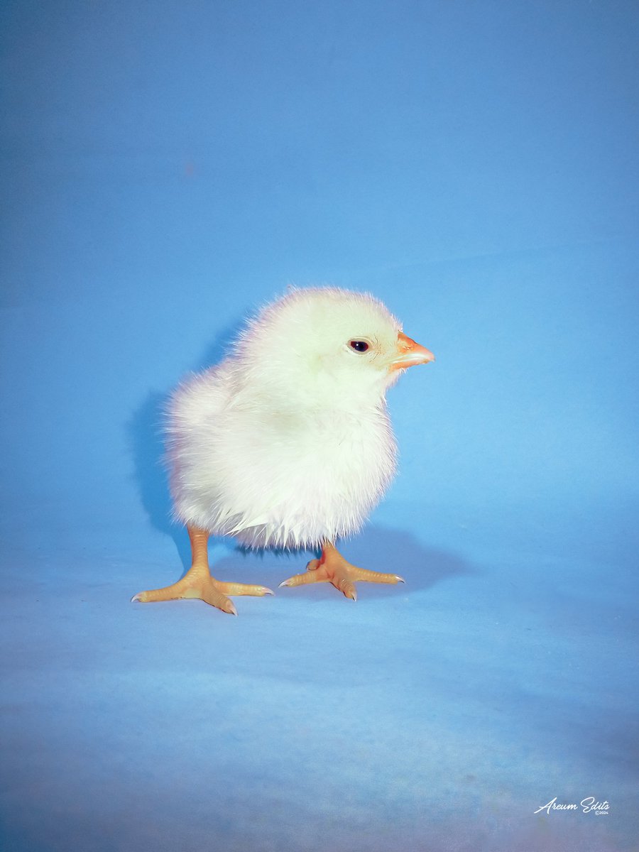 AreumEdits's tweet photo. Last week I got a few baby chicks but this one is my favourite. This shoot wasn't planned but I couldn't help it she's adorable.

Meet "CIRCE". 
Shot on:  Tecno Spark 10c @tecnomobileng @tecnomobile 

Edited on: Adobe Lightroom @adobe @lightroom https://t.co/XaOGWbnBcO