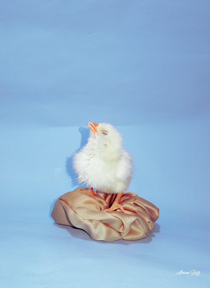 AreumEdits's tweet photo. Last week I got a few baby chicks but this one is my favourite. This shoot wasn't planned but I couldn't help it she's adorable.

Meet "CIRCE". 
Shot on:  Tecno Spark 10c @tecnomobileng @tecnomobile 

Edited on: Adobe Lightroom @adobe @lightroom https://t.co/XaOGWbnBcO