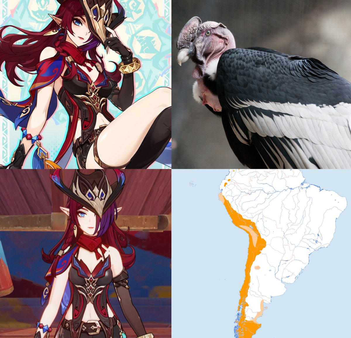 World1mpact's tweet photo. The Chasca constellation "Vultur Gryphus" refers to the Andean condor a type of bird that inhabits the Andes mountain range and parts of South America 🪶

#GenshinImpact #Chasca #Natlan https://t.co/gkxAAf2bOt