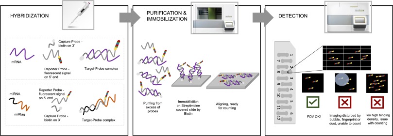 Challenges and opportunities in processing NanoString nCounter data.
Read the article here: doi.org/10.1016/j.csbj…