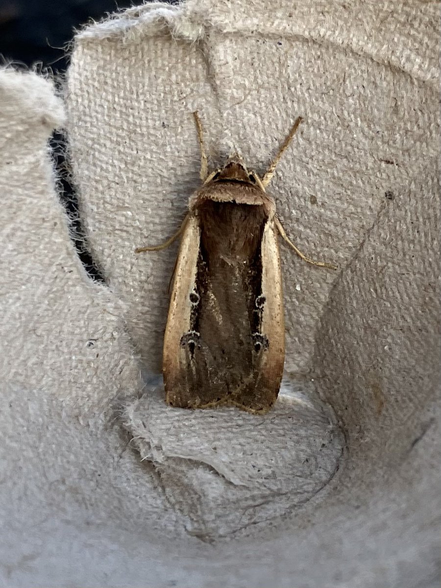 plodingbirder's tweet image. I think I was the only moffa on the Dungeness peninsula not to be in the Radford’s Flame Shoulder club until this morning. Also 10 Delicate, a DSG, several Noctuella and Ferrugalis. VC15. @MigrantMothUK @mothsinkent @trapsite