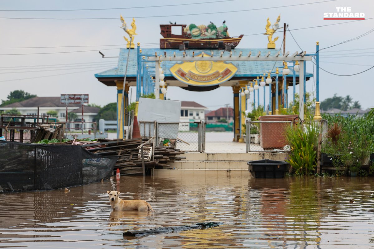 THE STANDARD tweet media