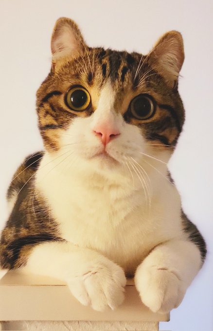 おれも毛を公開するぞ 