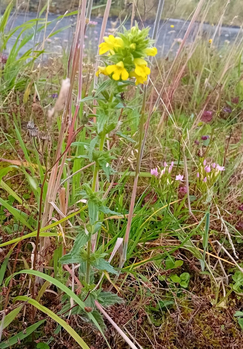 BSBI_Ireland's tweet photo. One of my #FavouriteFinds, Yellow Bartsia (Parentucellia viscosa), at a disused quarry in Donegal. Sadly, this hemiparasitic plant in the broomrape family Orobanchaceae has no connection to The Simpsons, but more classily was named for Pope Nicholas V and botanist Johann Bartsch. https://t.co/LMxZhAgvki