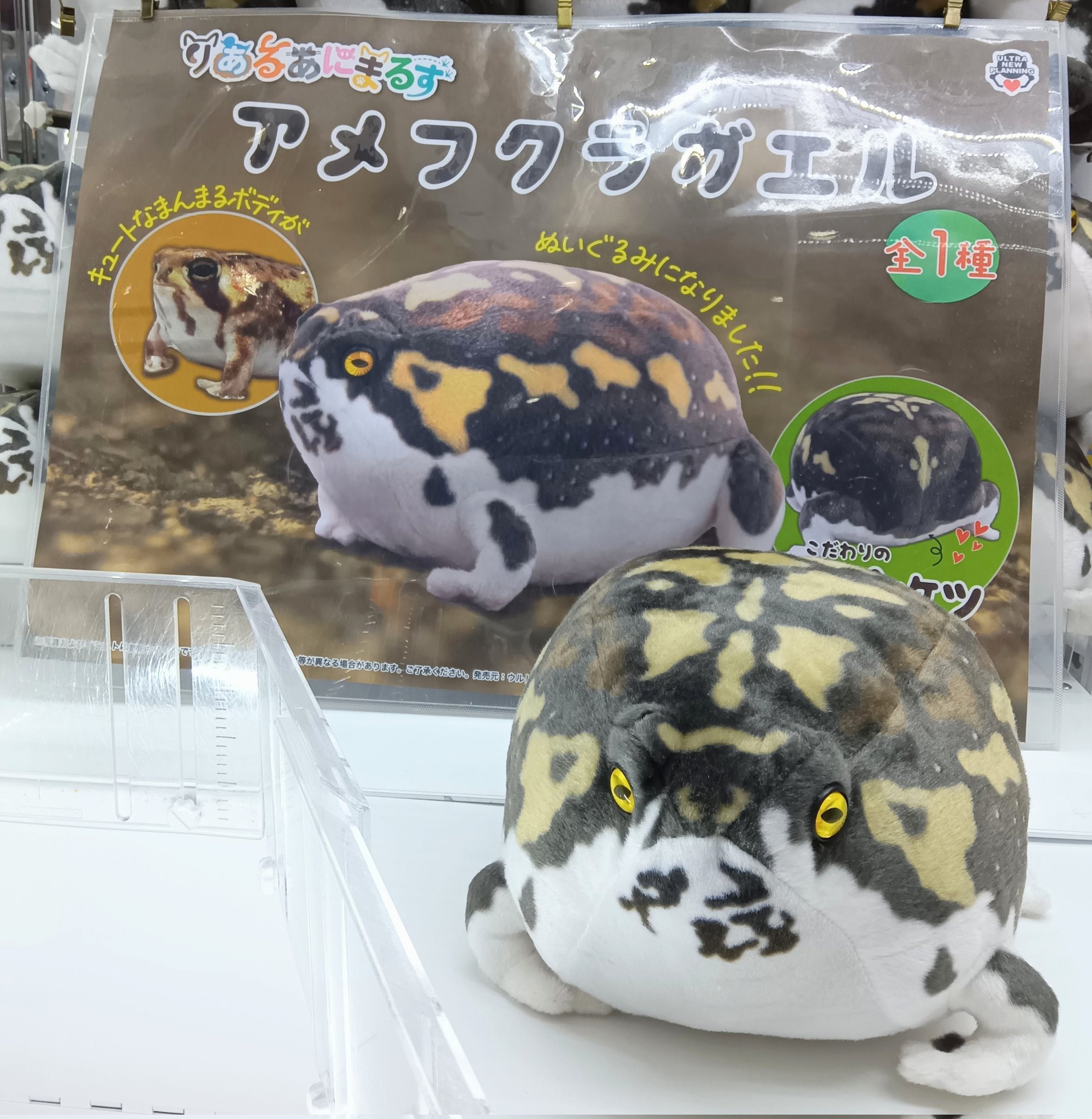 【未開封】　りあるあにまるず　アメフクラガエル　ぬいぐるみ アメフクラガエルぬいぐるみ りあるあにまるず 蛙 - メルカリ