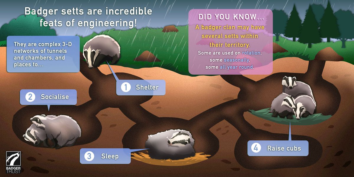 Northantsbadger's tweet image. Badgers are incredible animals we are blessed to share this earth with. 
Ecosystem engineers &amp;amp; setts a network of tunnels and chambers.  In Northants, they often have a knack for finding the sandstone layer- even in clay areas!   
#Brocktober #NatureIsMyHappyPlace #BadgerMonday