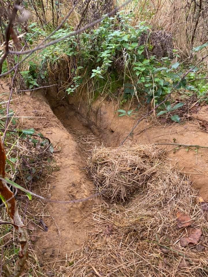 Northantsbadger's tweet image. Badgers are incredible animals we are blessed to share this earth with. 
Ecosystem engineers &amp;amp; setts a network of tunnels and chambers.  In Northants, they often have a knack for finding the sandstone layer- even in clay areas!   
#Brocktober #NatureIsMyHappyPlace #BadgerMonday
