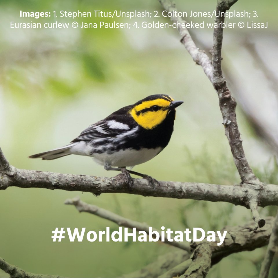 BirdLife International (@birdlife_news) on Twitter photo Today is World Habitat Day! š
Join us in exploring how cities serve as vital refuges for wildlife. š
#WorldHabitatDay is a reminder of the urgent need to protect the natural world in an increasingly urban landscape. 
While cities are often seen as places of concrete and Today is World Habitat Day! š
Join us in exploring how cities serve as vital refuges for wildlife. š
#WorldHabitatDay is a reminder of the urgent need to protect the natural world in an increasingly urban landscape. 
While cities are often seen as places of concrete and