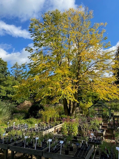 Great Comp Garden tweet media