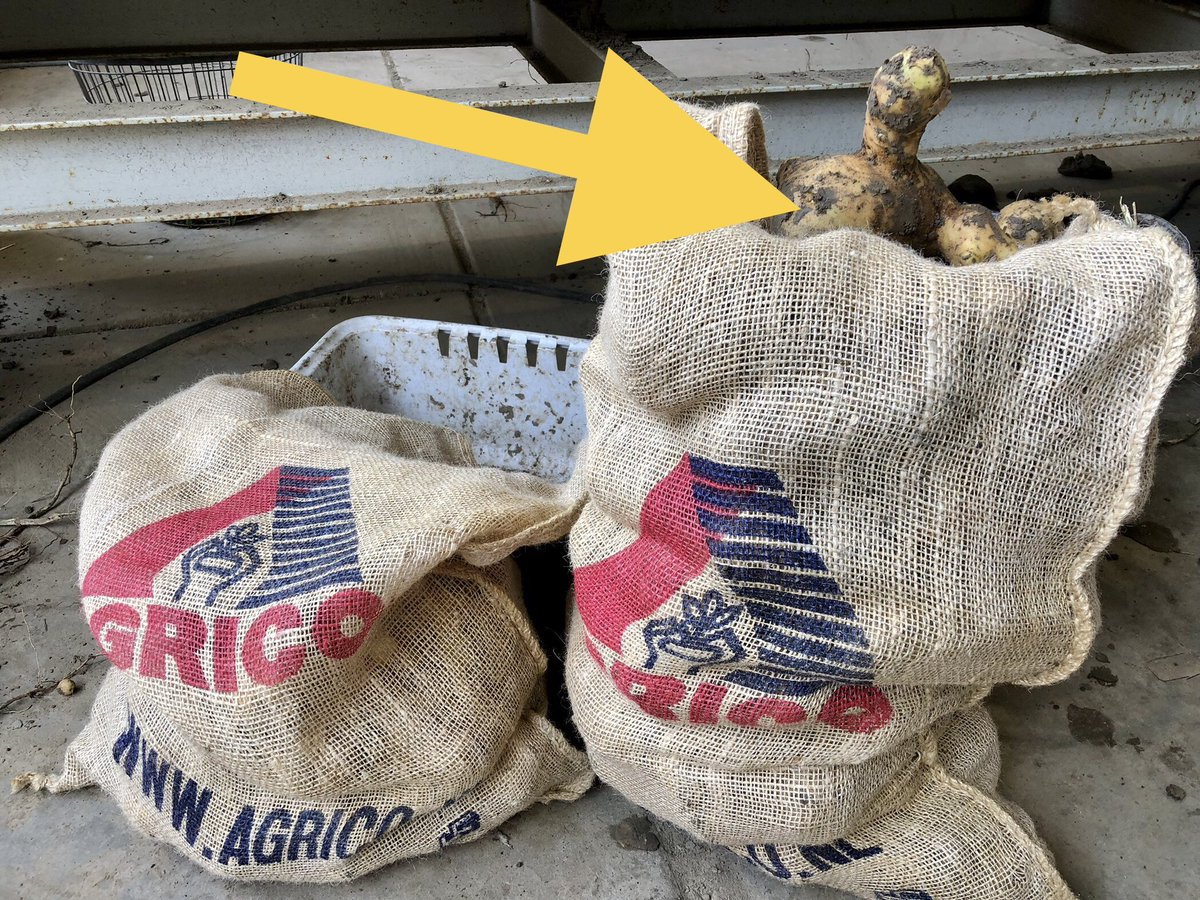 Lekker bezig. Markies 🥔🥔🥔
👍🏼<a href="/sayagrico/">Agrico</a>