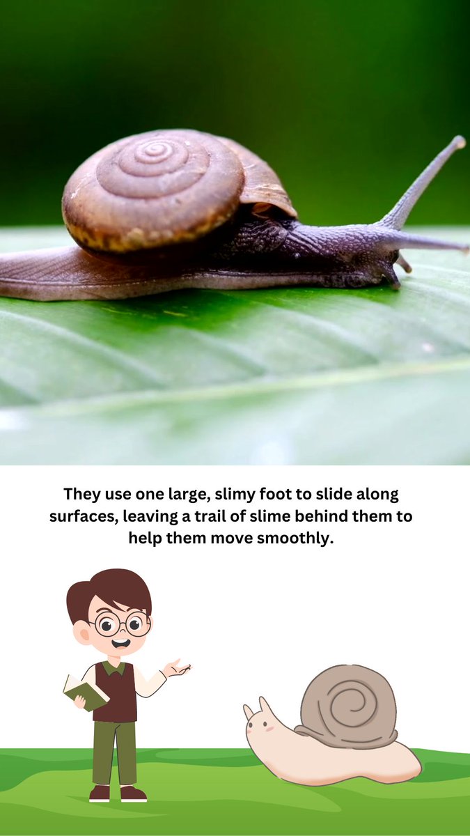IslamShant25059's tweet photo. How Do Snails Move Without Legs? MIND-BLOWING Facts!
https://t.co/kFDF61iS5b
Subscribe to our channel to receive more educational and interesting videos.
#slime #animallover #ecology #snail #nature #cuteanimals #wildlife #snailfacts #gardensnail #slimytrails https://t.co/V4DSstp7UV