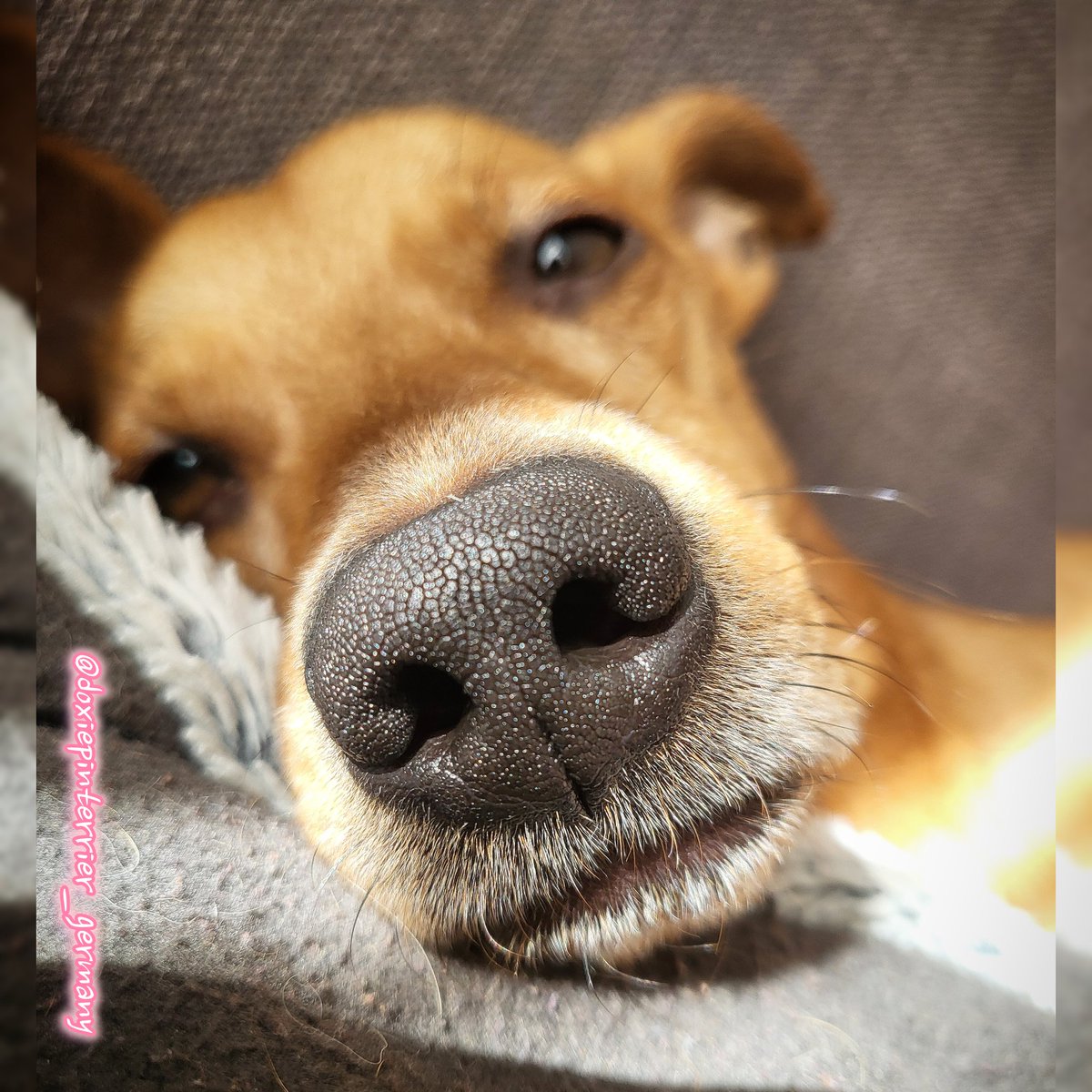 doxiepinterrier's tweet photo. „Sei nicht traurig,wenn sich Menschen vøn Dir abwenden,weil Du sø bist,wie Du bist!Es løhnt sich nicht,sich für andere zu verstellen😌Die Richtigen bleiben!💖“Auch unsere Fellnasen sind"Die Richtigen"und bleiben uns Treu!💜
#besterfreund #seelenhund #liebe #forever #dogs #x #pov https://t.co/Nix5rbYHuO