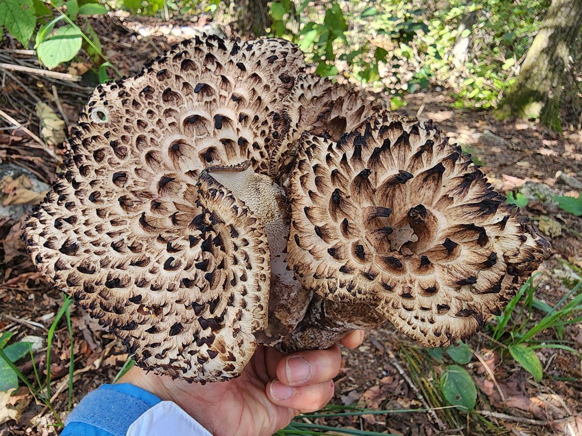 산대분교는 장박접수 시작하자마자
90% 완료~
주변 산속에는 자연이주는 소소한
선물들이 가득~^^