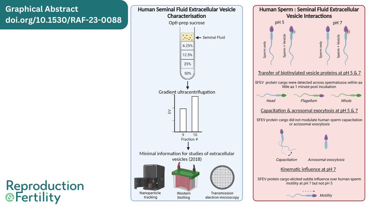 Reproduction and Fertility (@repro_fertility) on Twitter photo Read this research on the efficacy and functional consequences of interactions between human spermatozoa and seminal fluid extracellular vesicles, by Cottrell T Tamessar et al.
Find it here: doi.org/10.1530/RAF-23…
<a href="/JESchjenken/">John Schjenken</a> <a href="/HMRIAustralia/">Hunter Medical Research Institute (HMRI)</a> <a href="/Uni_Newcastle/">University of Newcastle</a> <a href="/BrettNixon13/">Brett Nixon</a> Read this research on the efficacy and functional consequences of interactions between human spermatozoa and seminal fluid extracellular vesicles, by Cottrell T Tamessar et al.
Find it here: doi.org/10.1530/RAF-23…
<a href="/JESchjenken/">John Schjenken</a> <a href="/HMRIAustralia/">Hunter Medical Research Institute (HMRI)</a> <a href="/Uni_Newcastle/">University of Newcastle</a> <a href="/BrettNixon13/">Brett Nixon</a>