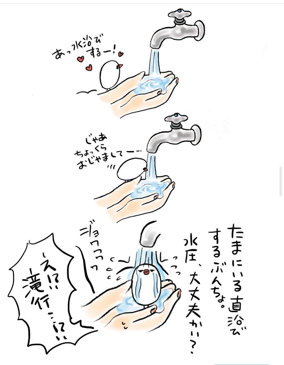 明日も20〜21時にイラスト投稿します🐦
直浴びするぶんちょ(再掲) 