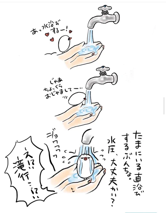 明日も20〜21時にイラスト投稿します🐦
直浴びするぶんちょ(再掲) 
