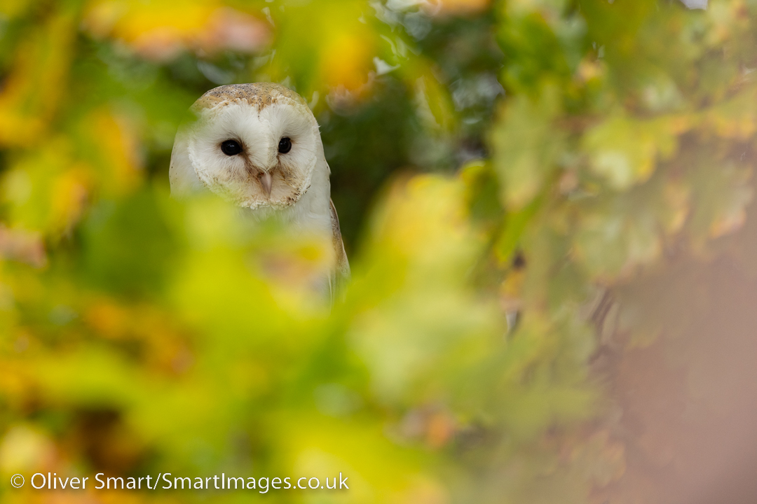 smartwildlife's tweet photo. Autumn workshops coming up in November at the @HawkConservancy. A few spaces available https://t.co/2c8xsE7YdP. Great opportunity to photograph resident species as well as a few treats too! Lunch, drinks and cake included. https://t.co/RekdzQCyKW