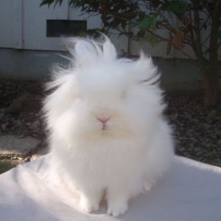 yujin as bun ♡ (@bunhyj) on Twitter photo 