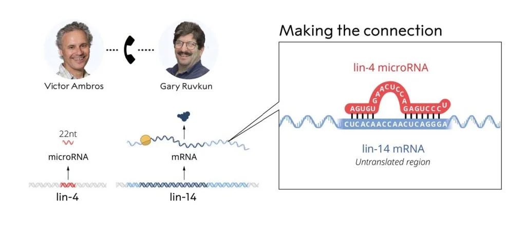 dhillonjagmohan's tweet image. The 2024 #NobelPrize in Physiology or Medicine has been awarded to Victor Ambros and Gary Ruvkun for the discovery of microRNA and its role in post-transcriptional gene regulation. #Biology #Molecularbiology