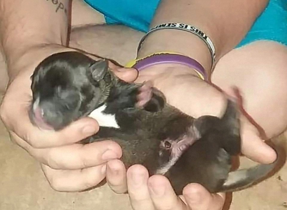 Dianna Woodbury tweet media