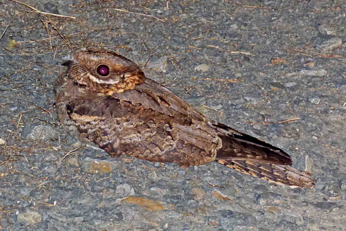 Iduna Tours Birding & Nature tweet media
