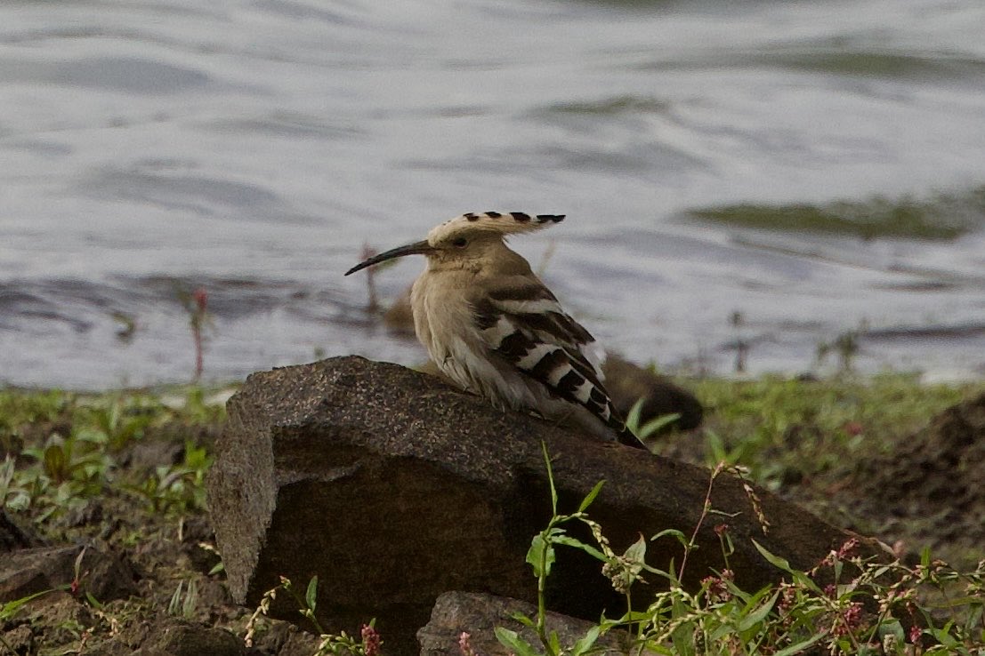 BillAspin's tweet photo. East Lancashire’s 4th and first twitchable Hoopoe still showing well at lower Foulridge Res early afternoon. Excellent reward for dedicated patch worker Ian Corbett. #ELOC #Lancs https://t.co/PCBwxcLvfA