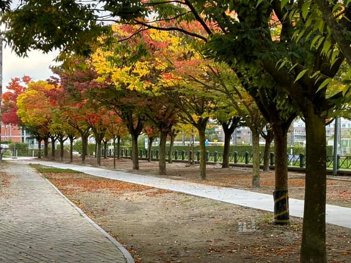 Foos_addict's tweet photo. Fall colors in my city....🍁🍂🌰 i love it 🧡🤎💚
#ATH #Belgium https://t.co/VcfpWOJ5Tv