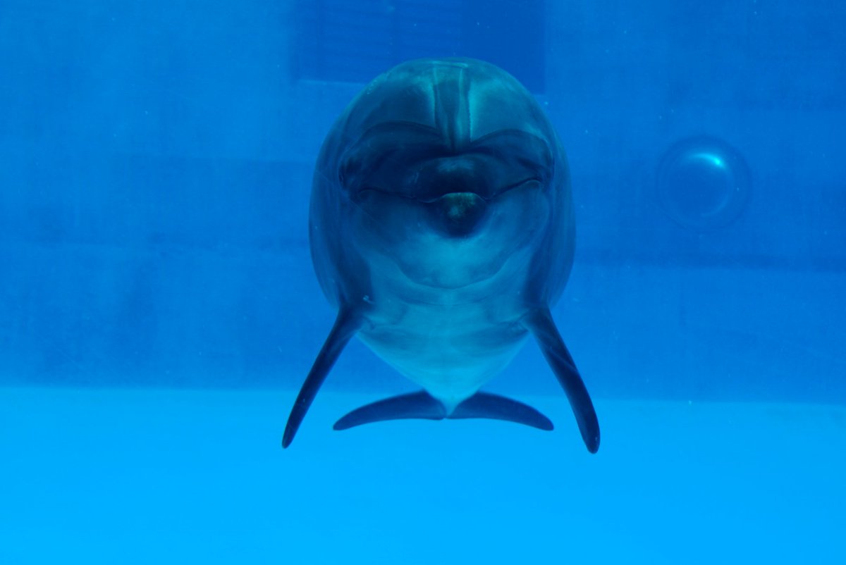 aqua_wayo's tweet photo. おやすみなさ〜い🫧

#名古屋港水族館 
#バンドウイルカ https://t.co/ZRYEEj1jZF