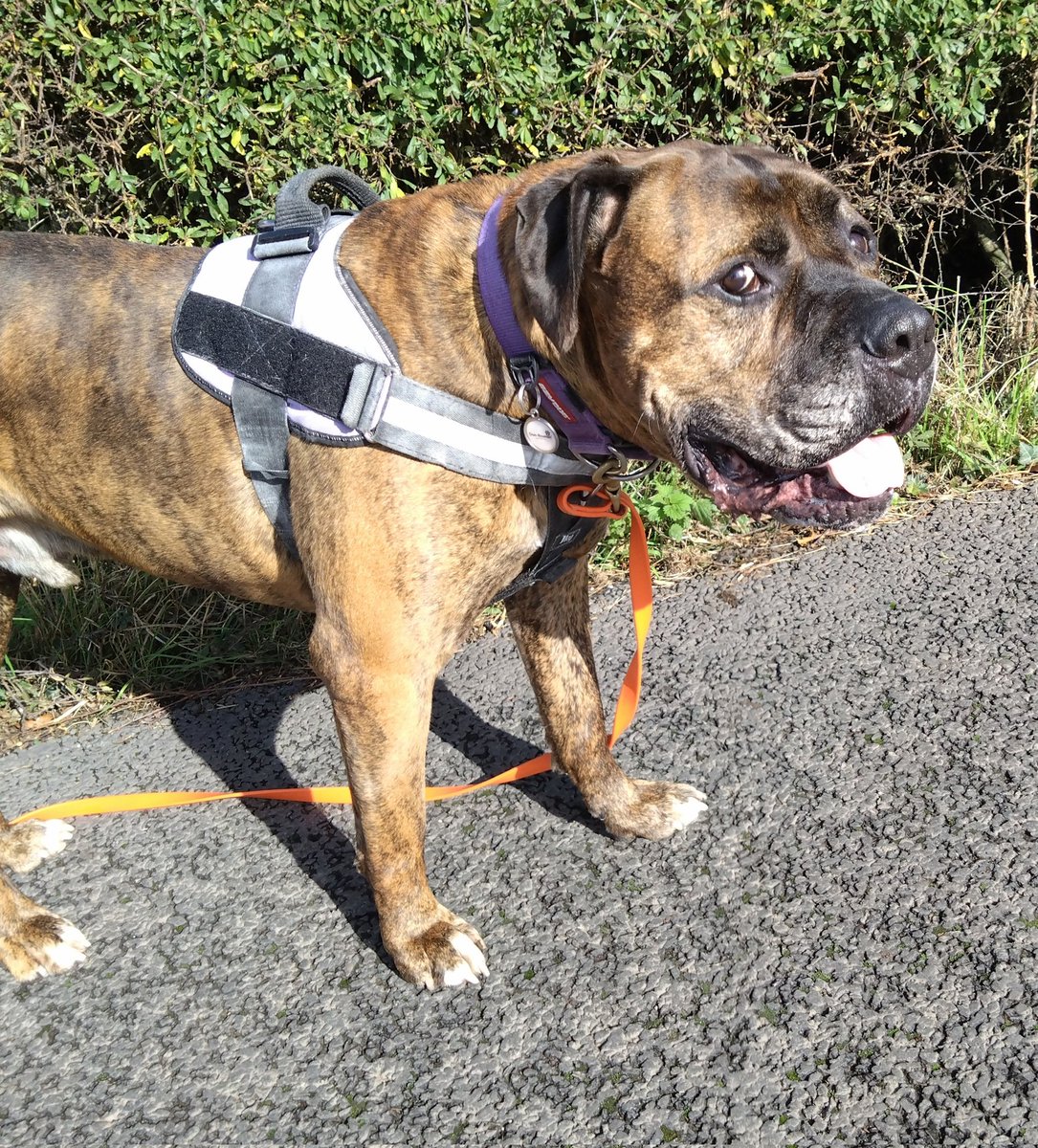 Beautiful walking weather for Brodie today ❣️