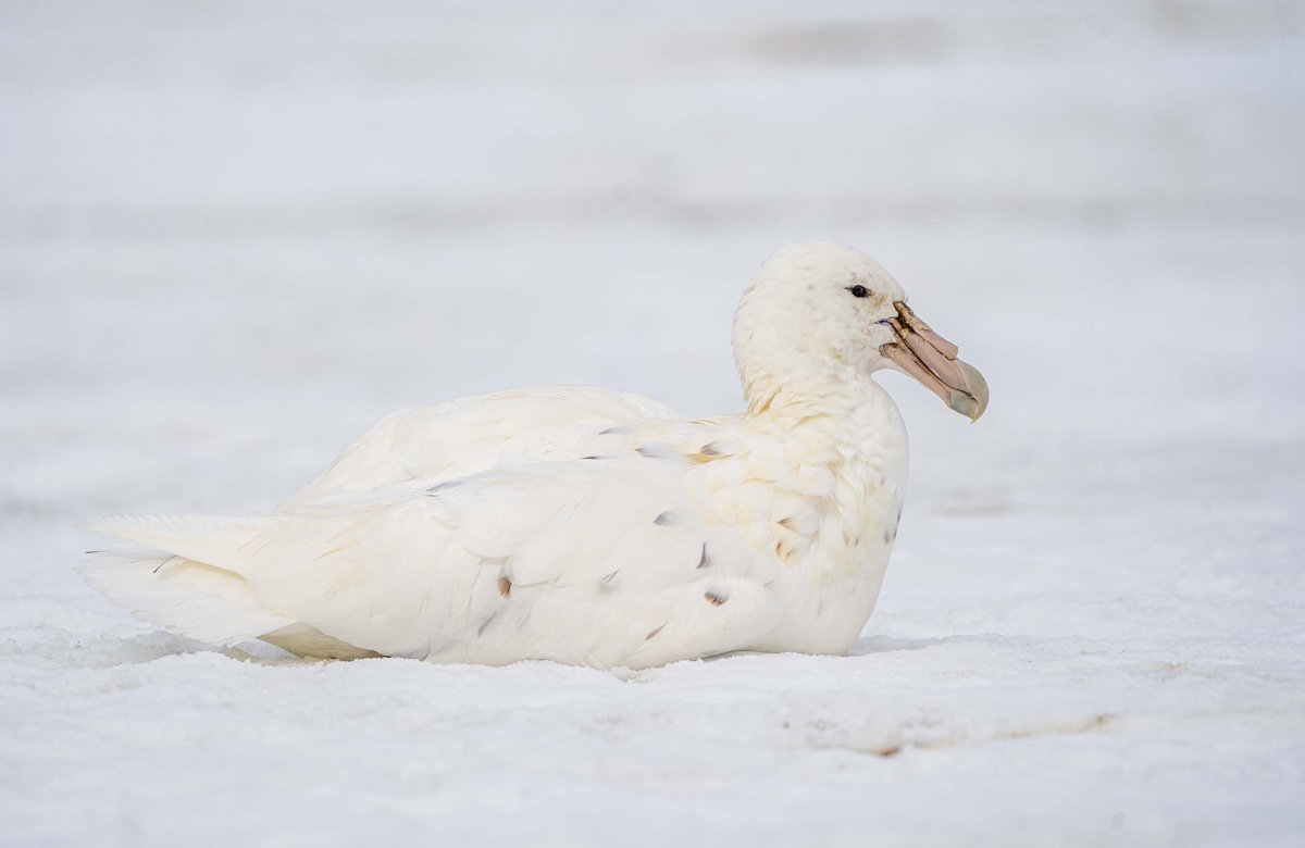 White morph southern giant petrel in the South Georgia snow