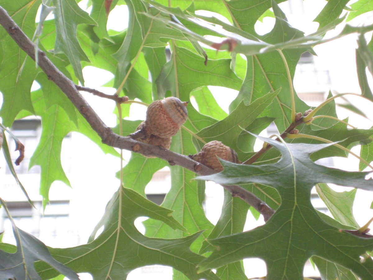 TreesNewYork's tweet photo. If you see a #streettree that looks like a #pinoak, but the acorns are too large for pin oak, you have probably found a #scarletoak, #Quercuscoccinea, which turns a dark red in the fall. Get to know one in person at this link for the NYC Tree Map: https://t.co/toBupPDQUy https://t.co/21U32ROLPS