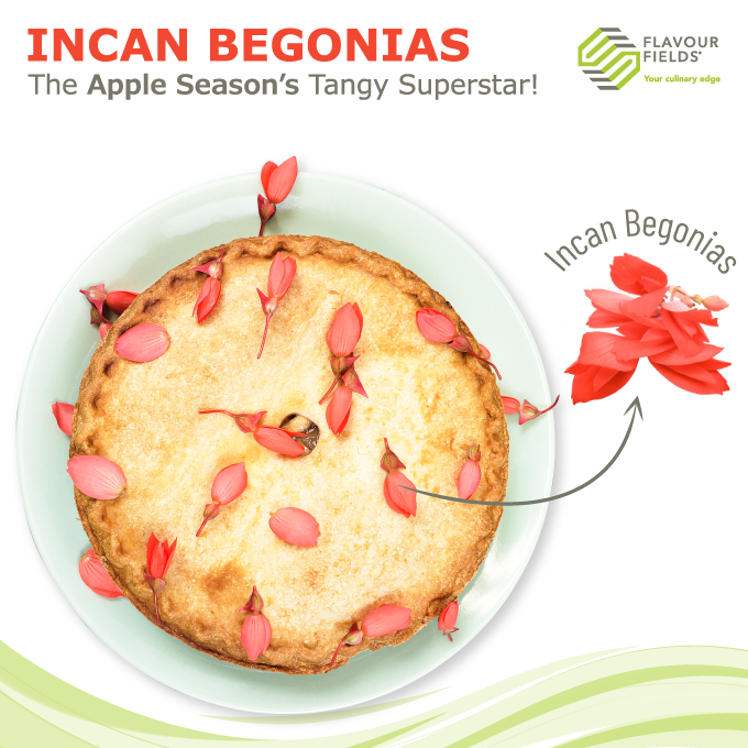 FlavourFields's tweet photo. Say hello to the star of the Apple Season - Incan Begonias! 🍏🌸

These flowers add a fun, tangy twist to your fall treats. They’re like the star performer of your apple season, making everything taste amazing! 🌟🍎

Visit: https://t.co/DstzCknztK

#incanbegonias #edibleflowers https://t.co/EJ7j8UmwL3
