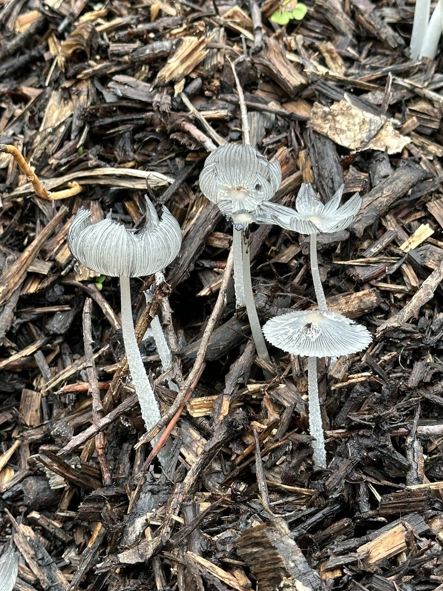 tamsin_lim's tweet photo. Belated National Fungus Day (5 October) pictures of mushrooms I’ve seen this week: hare’s foot ink cap mushrooms in Bushy Park and honey fungus on the Heath! 🍄🍄‍🟫 https://t.co/dWQTBbpdCa