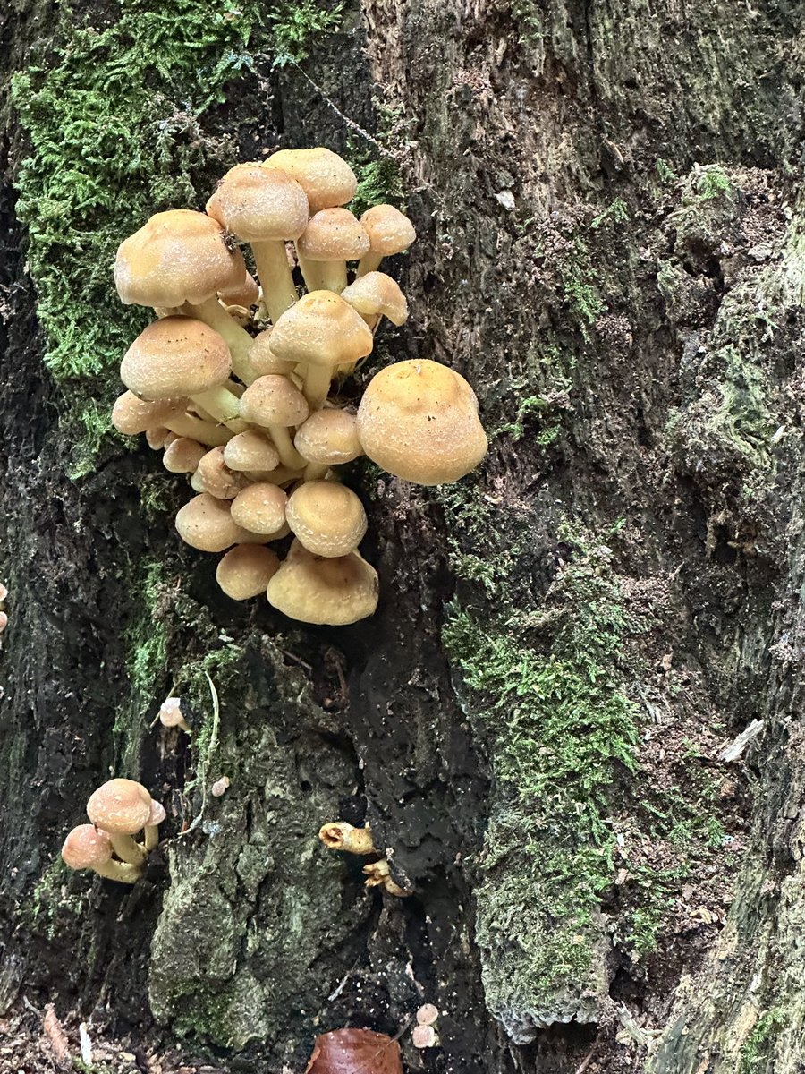tamsin_lim's tweet photo. Belated National Fungus Day (5 October) pictures of mushrooms I’ve seen this week: hare’s foot ink cap mushrooms in Bushy Park and honey fungus on the Heath! 🍄🍄‍🟫 https://t.co/dWQTBbpdCa