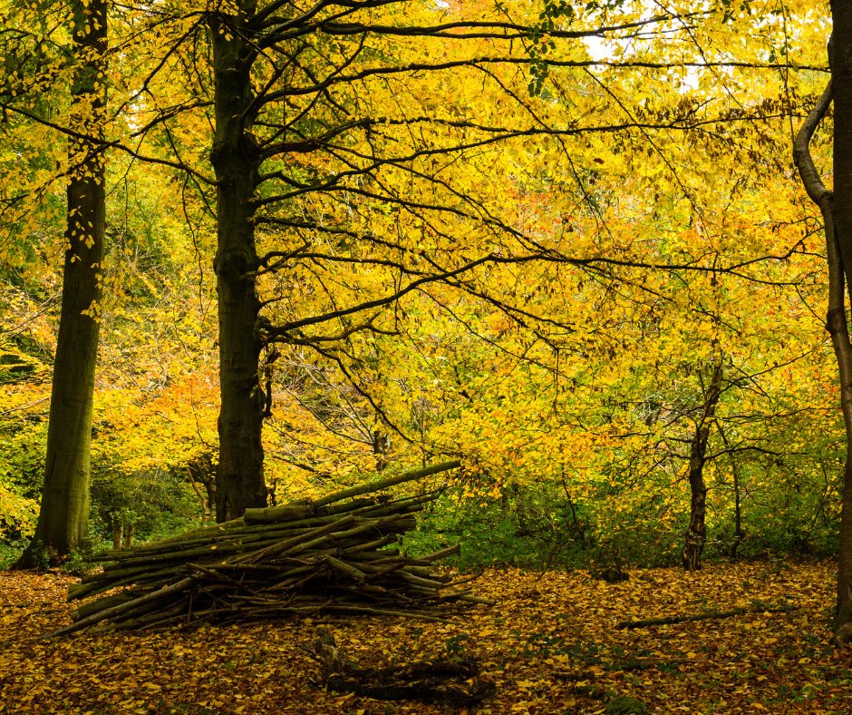 A great way to destress is to spend time in nature. Join Jen for a calming forest bathing experience at our Captain's Wood site in Chesham this Saturday. Enjoy a slow, sensory woodland walk designed to calm body and mind. 

Booking essential 👉bit.ly/3UBuael