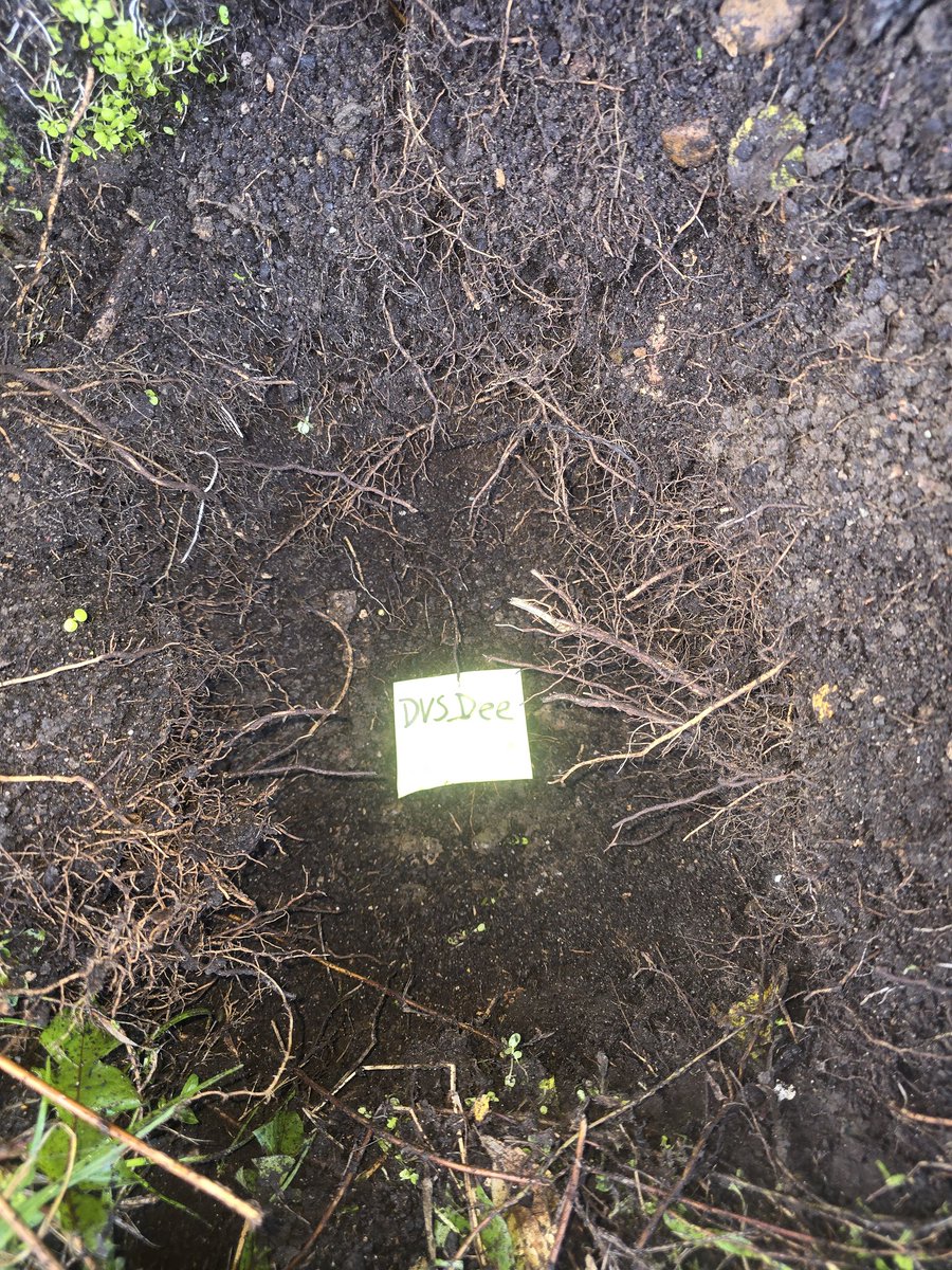 DVSDeeGen tweet media