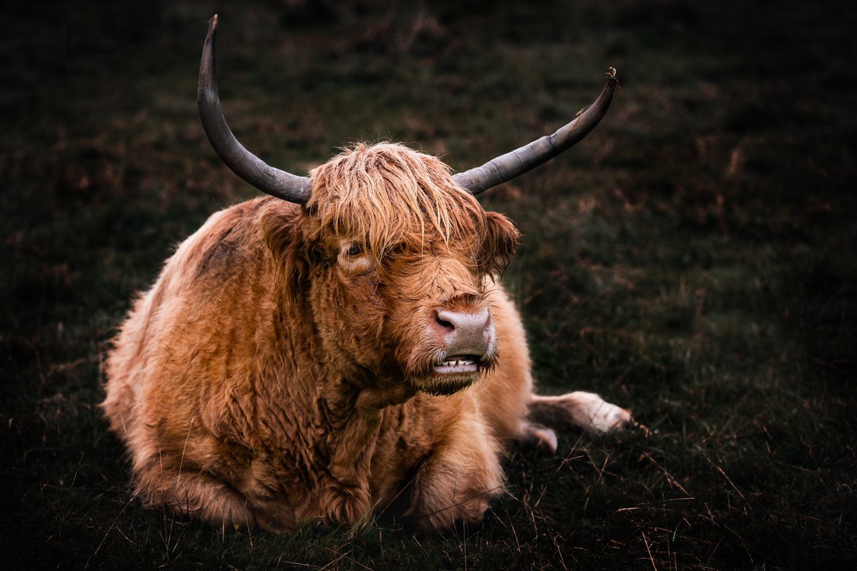 Working in the Cotswolds and Taunton last Friday. Seen more Highland Cows on Minchinhampton Common than when we did on the entire Scottish NC500 trip!

#highlandcow
#COWS
#photography
 #cotswolds
#minchinhampton 
#farming