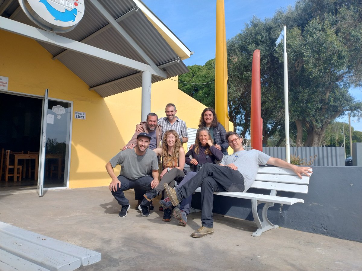 Aves Marinas y Costeras - MdP tweet media