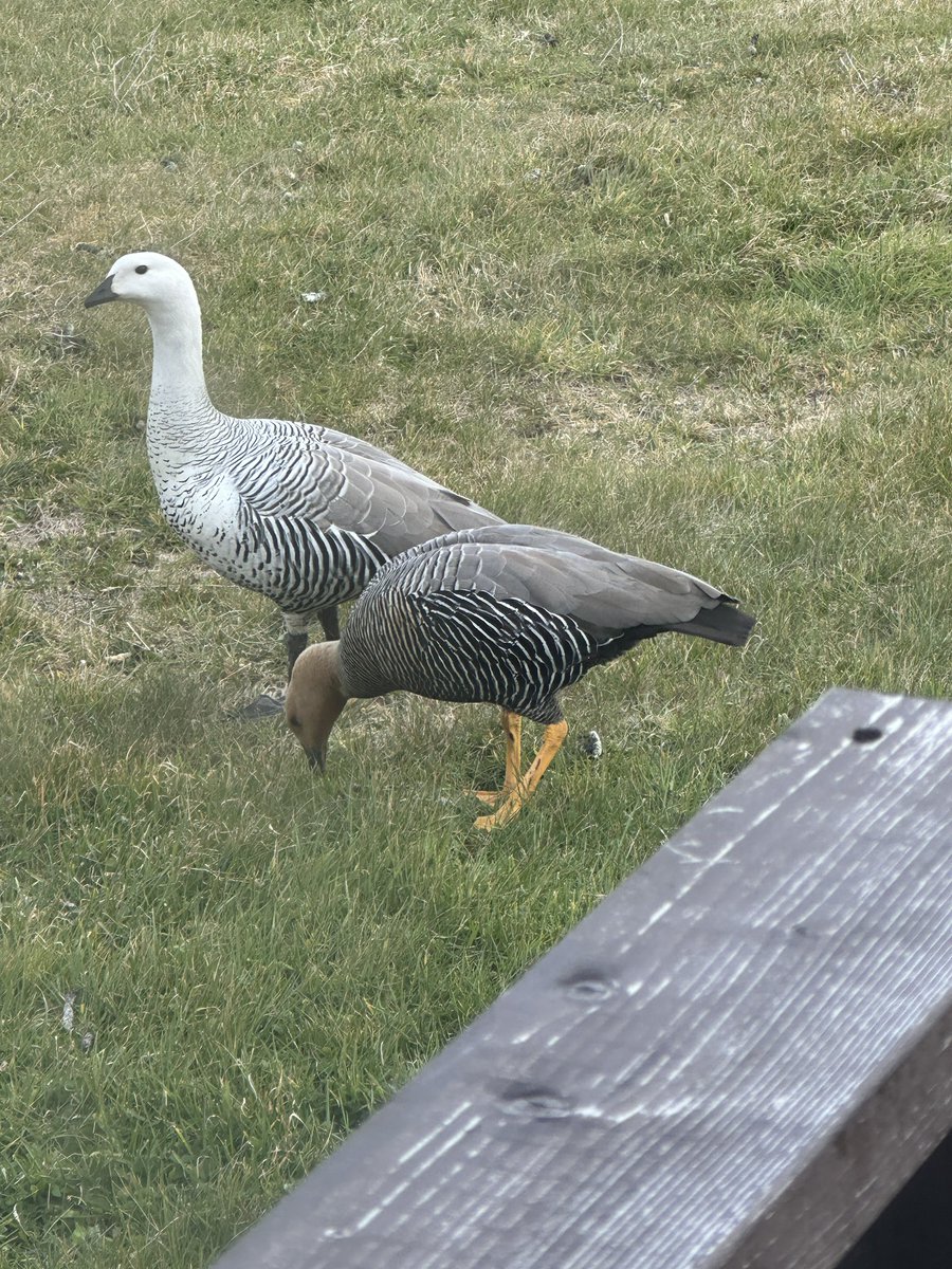 On a role with Upland Geese. This I suspect is a hybrid of the two subspecies which is common in South America. Maybe here as well? #uplandgoose #falklands #falklandislands