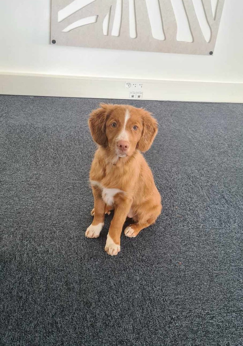 Dominique Dutscher tweet media