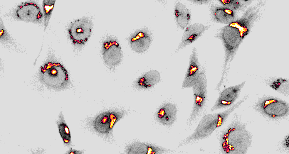 📢New SPY-Golgi probes!

We are thrilled to introduce two innovative probes for live-cell imaging of the Golgi apparatus: SPY650-Golgi and SPY555-Golgi.

spirochrome.com/products/?_cat…

These probes label the Golgi apparatus in live cells within minutes and remain stable through