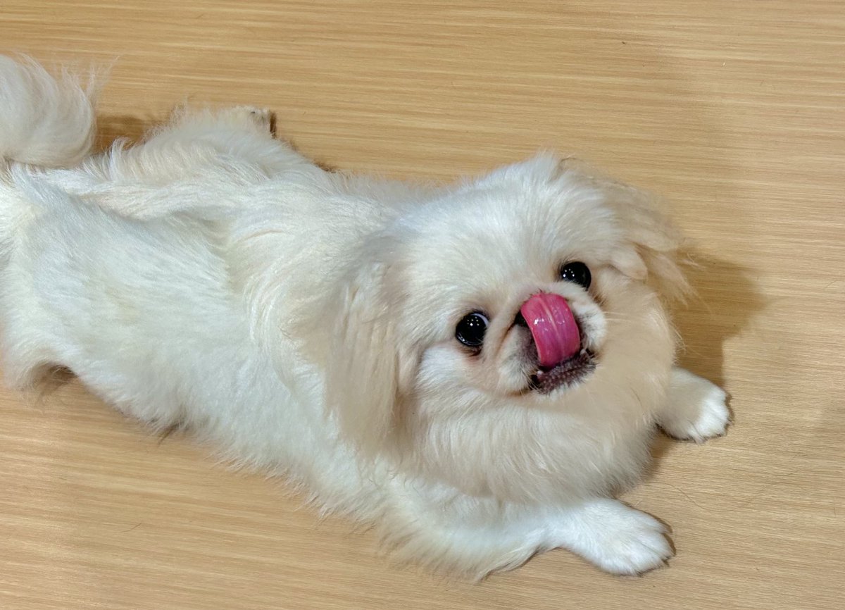 namekojiki's tweet photo. 犬カフェ5時間居たら聖人化した https://t.co/zzssPYjlWr