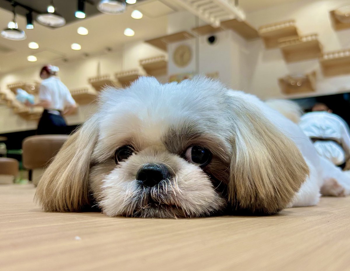 namekojiki's tweet photo. 犬カフェ5時間居たら聖人化した https://t.co/zzssPYjlWr