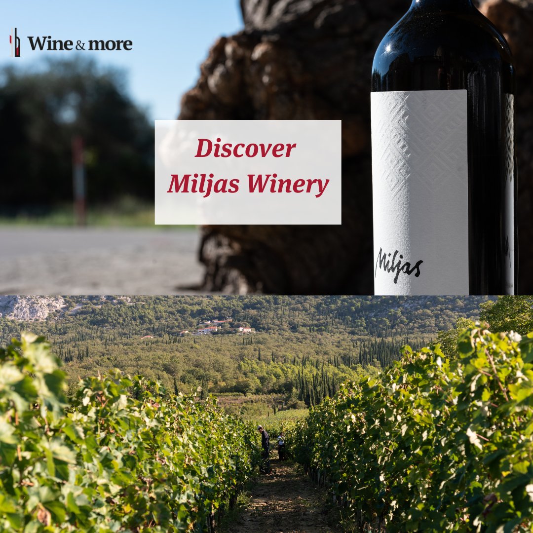 Discover the rich heritage of Miljas Winery and their exceptional wines from indigenous Croatian grape varieties like Malvasia Dubrovačka, Grk, and Plavac Mali. 
#wineandmore #MiljasWinery #CroatianWines #TasteTradition 
Shop here: tinyurl.com/3jrcmbwh