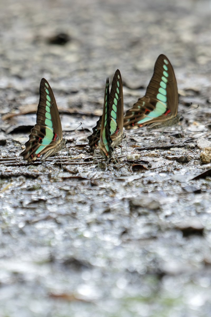 Japan_NatureW's tweet photo. #アオスジアゲハ #ヤエヤマカラスアゲハ #ツマベニチョウ #commonbluebottle #bluetriangle #commonpeacock #chinesepeacock #greatorangetip 石垣島の蝶 急な降水で溜まった水溜りで吸水中 #蝶 #butterfly #自然観察 #naturewatching #石垣島 https://t.co/c1yxBMofue